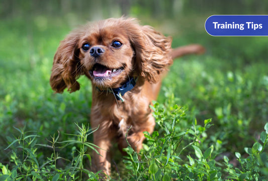 How to Teach Your Dog to Come When Called