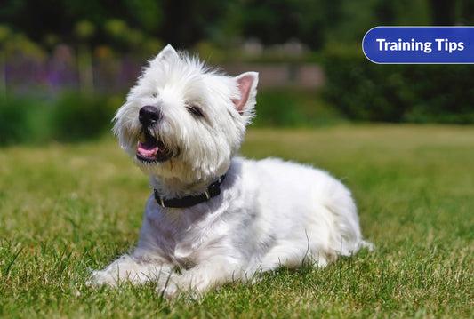 How to Teach Your Dog to Lay Down