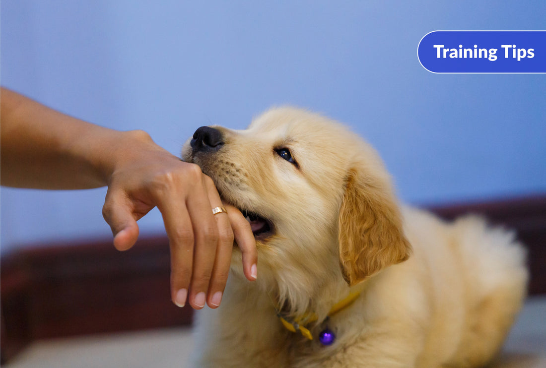 How to Stop Puppy Biting