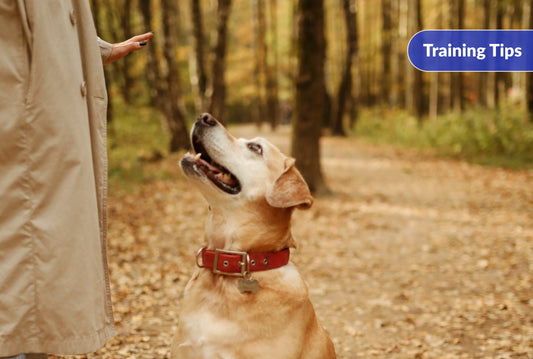How to Teach Your Dog to Stay